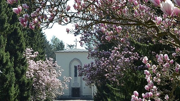 Magnolienblüte_auf_dem_Neuen_Friedhof_Mühlhausen.jpg  