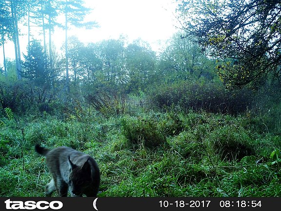 Luchs_web.jpg