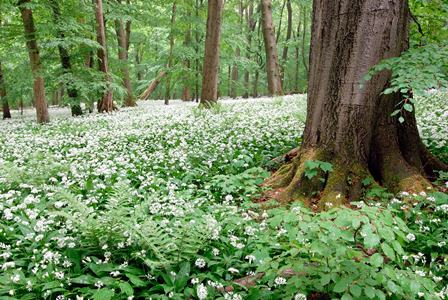Nationalpark_Hainich__Foto_Ruediger_Biehl_.jpg